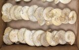 Lot: Lbs Perisphinctes Ammonite Fossils - Pieces #103847-4